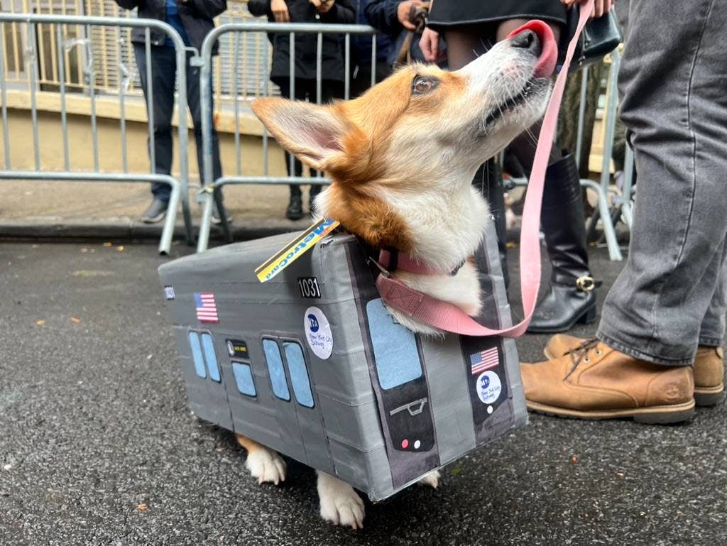 A corgi dressed up as a subway car at New York’s Tompkins Square Halloween Dog Parade.