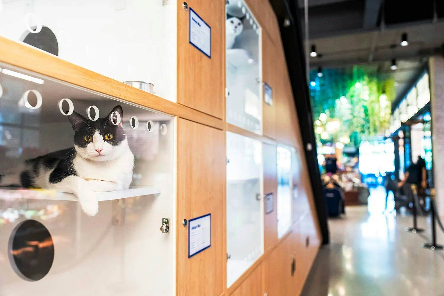 A cat looks out from inside the cat habitat inside Petco’s NYC flagship.