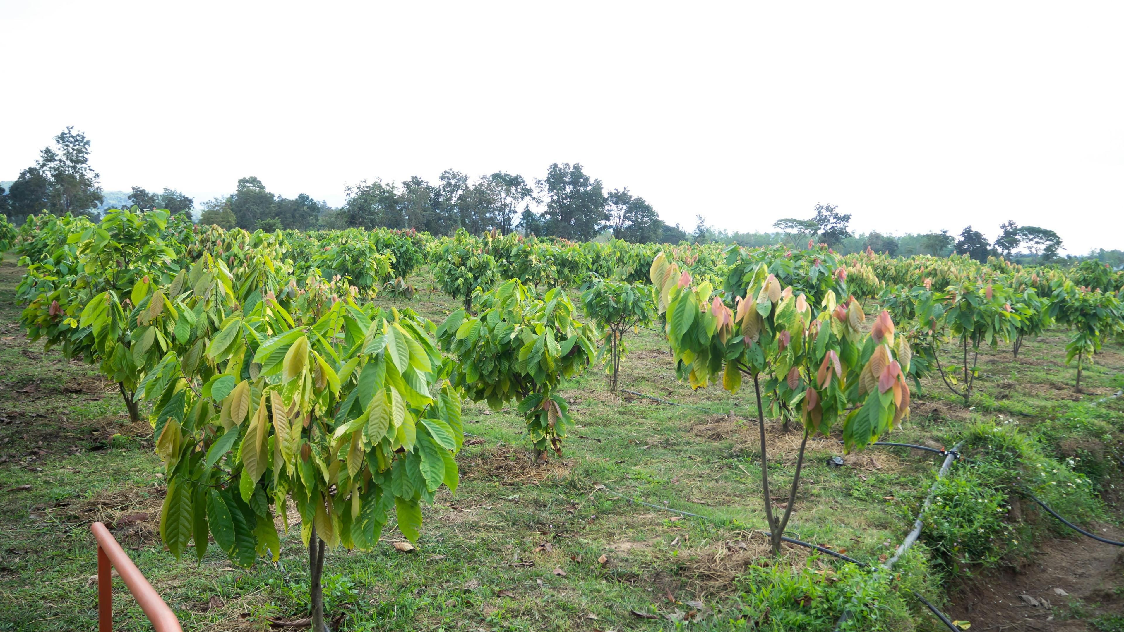 Alter Eco cacoa farm